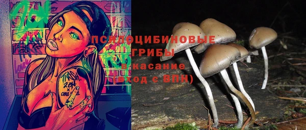прущие грибы Абинск